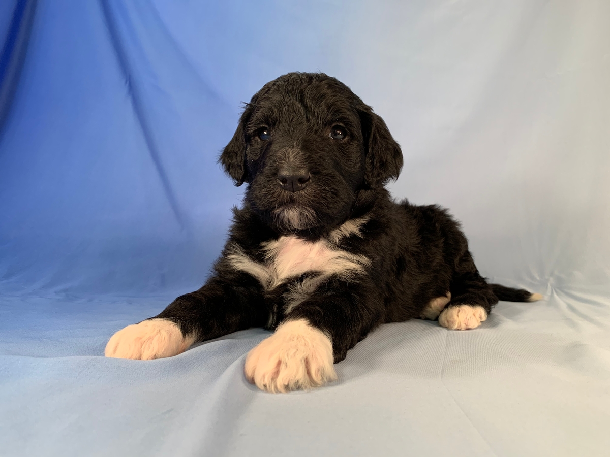 For Sale Male Bernedoodle Puppy DOB 10-11-2020 $1800 Iowa Breeders